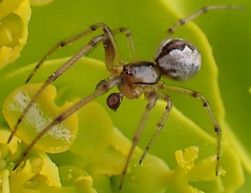 Kochiura aulica